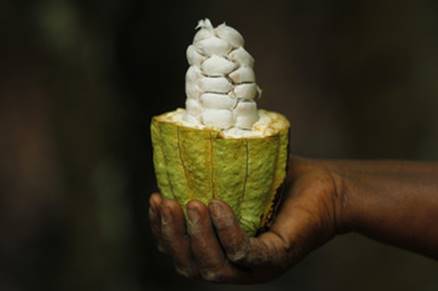 Fairtrade premium